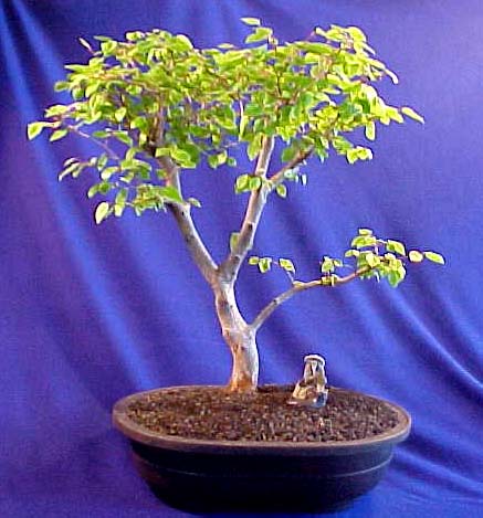 bonsai, bonsai tree, bonsai plant, bonsai pot